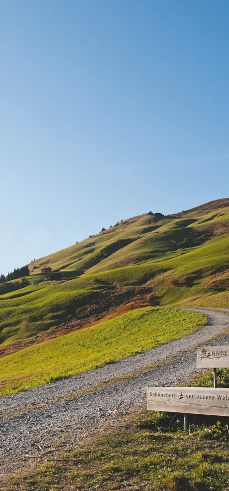 Landschaft Tannberg im Sommer © JK Lodge GmbH