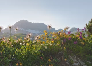Fruehjahrsblumen am Arlberg © JK Lodge GmbH