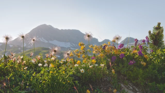 Fruehjahrsblumen am Arlberg © JK Lodge GmbH