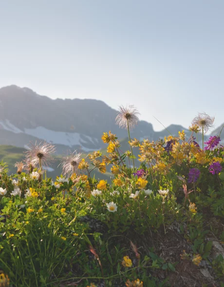 Fruehjahrsblumen am Arlberg © JK Lodge GmbH