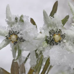 Geforerener Edelweiss am Arlberg © JK Lodge GmbH