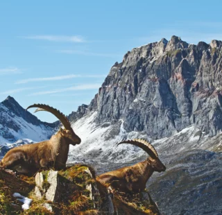 Steinbock am Arlberg © JK Lodge GmbH