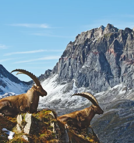 Steinbock am Arlberg © JK Lodge GmbH