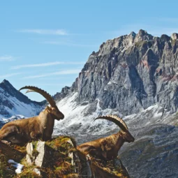 Steinbock am Arlberg © JK Lodge GmbH