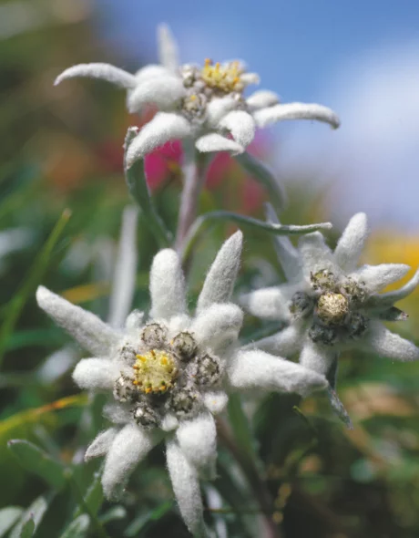 Echtes Edelweiss am Arlberg © JK Lodge GmbH