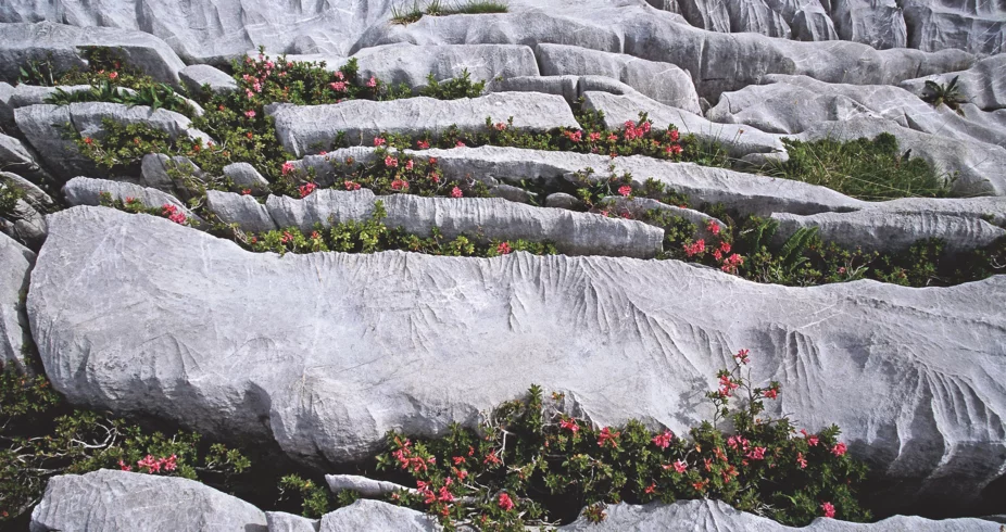 Blumen im Fels am Arlberg im Fruehling © JK Lodge GmbH